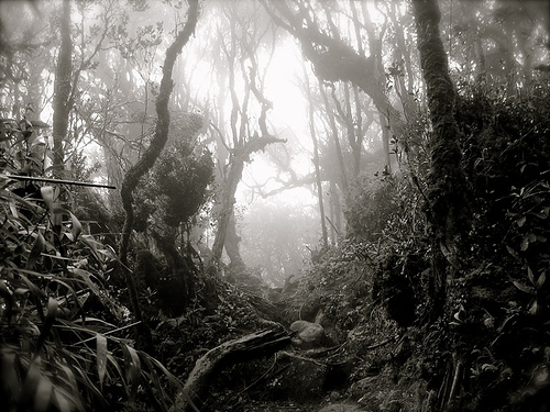 Malaysian rainforest. Image - jswakins/Flickr