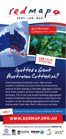 REDMAP Australian Cuttlefish
