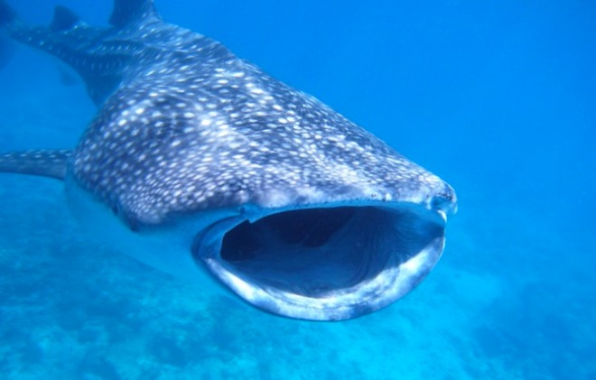 Image: Whale Shark, coutesy of KAZ2.0/Flickr