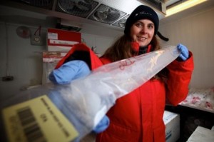 Nerilie Abram working on the ice core. Image: Paul Roger